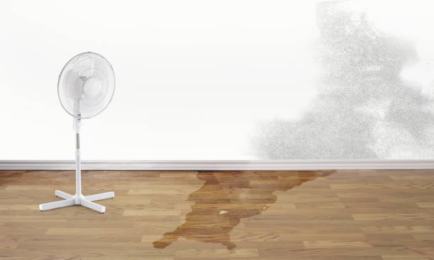 Best Mold removal after water damage  in Breinigsville, PA