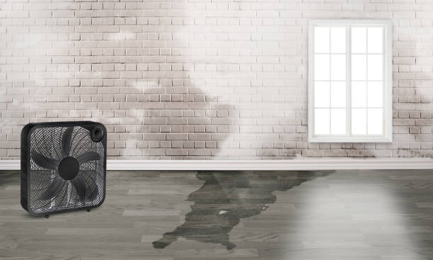 Best Water damage contractors near me  in Breinigsville, PA